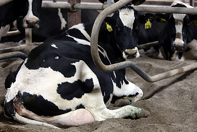 Песок фракционированный фр. 0,8–2,8 мм для КРС